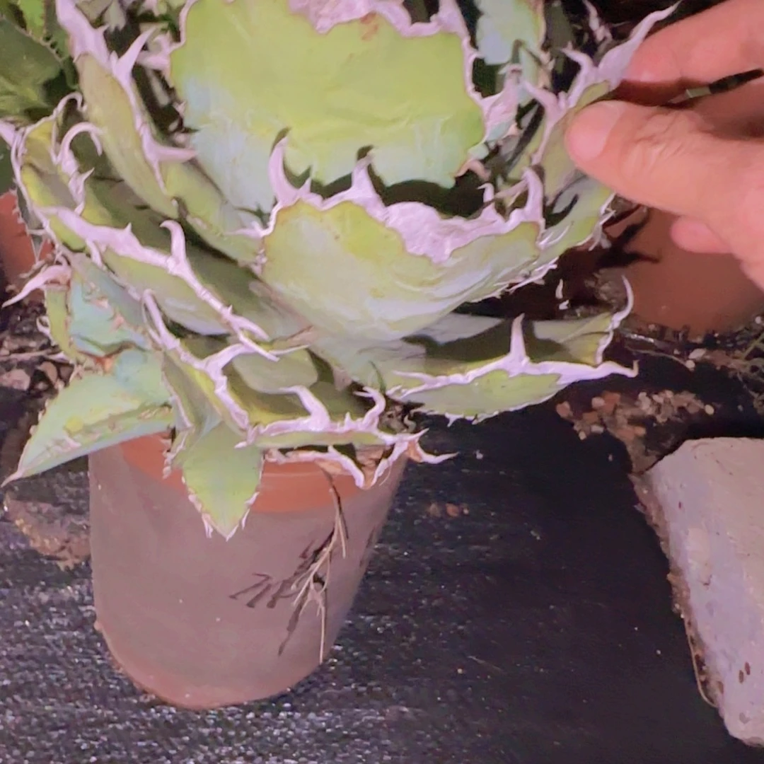 "***"块根植物块根植物块根