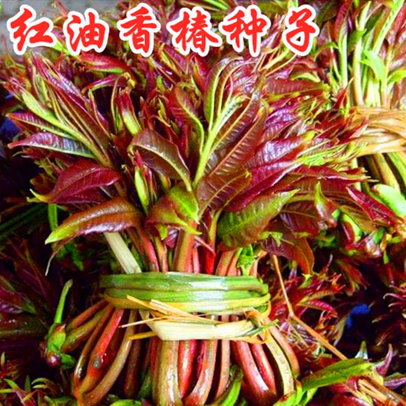 【满5包包邮】香椿种子红油香椿种籽红叶香芽香味浓郁高产四季大