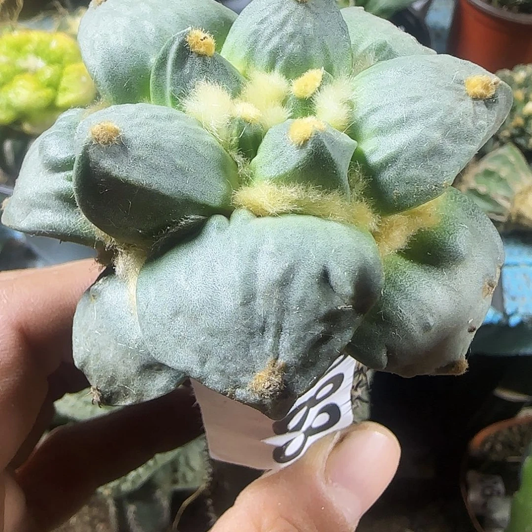 怒涛988仙人球开花