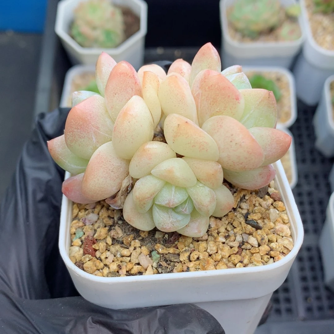 58包邮  群生不包整冰玉31