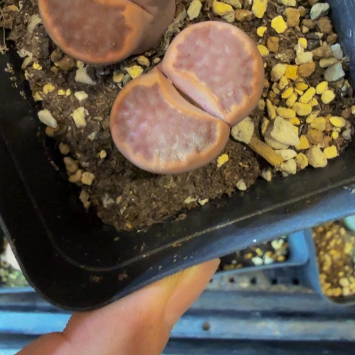 自*多肉植物的生长43