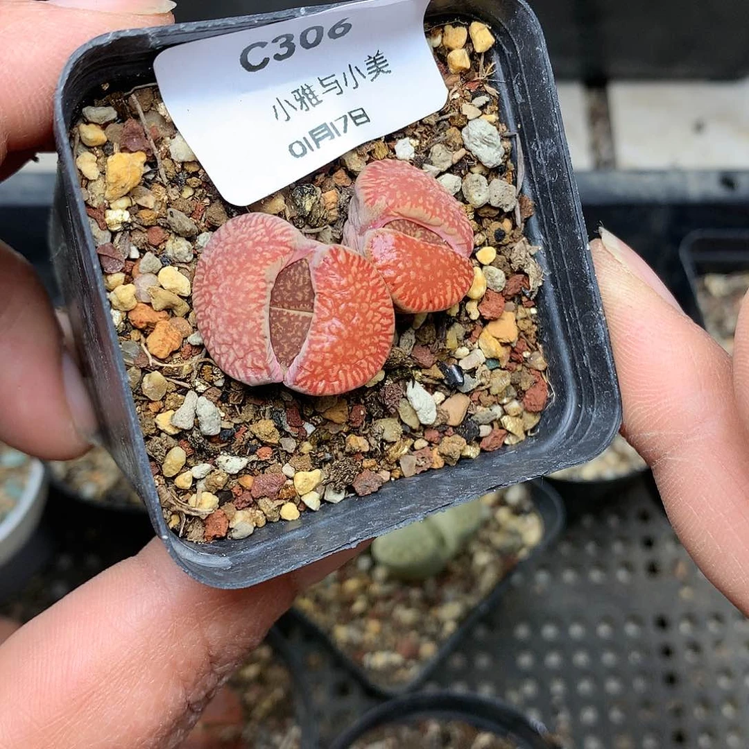 C306多肉植物保护研究所