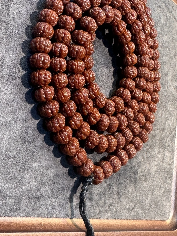 纯血老树王108新籽上