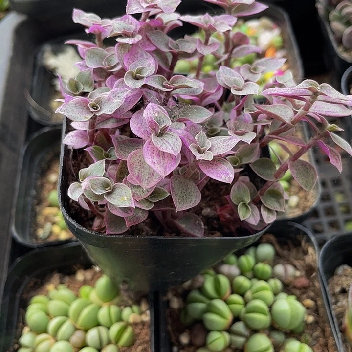 颜值云2.8带盆土发