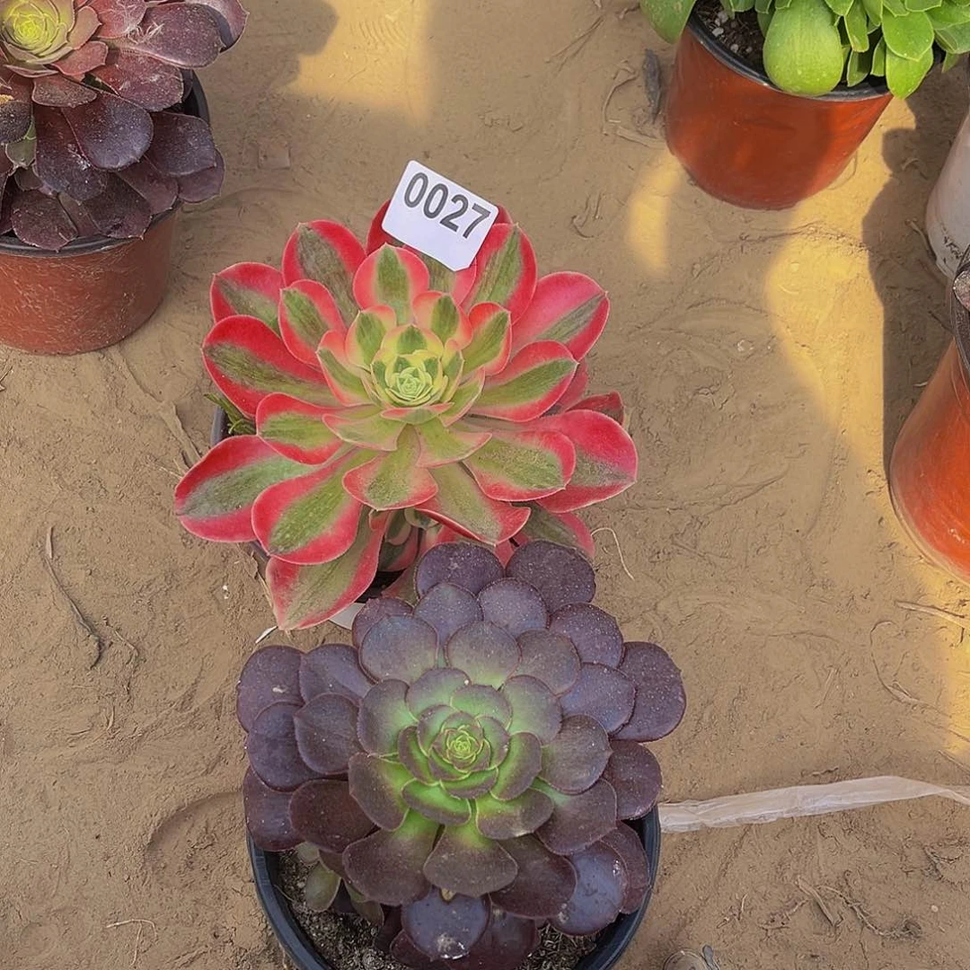 多肉植物一物一拍0027