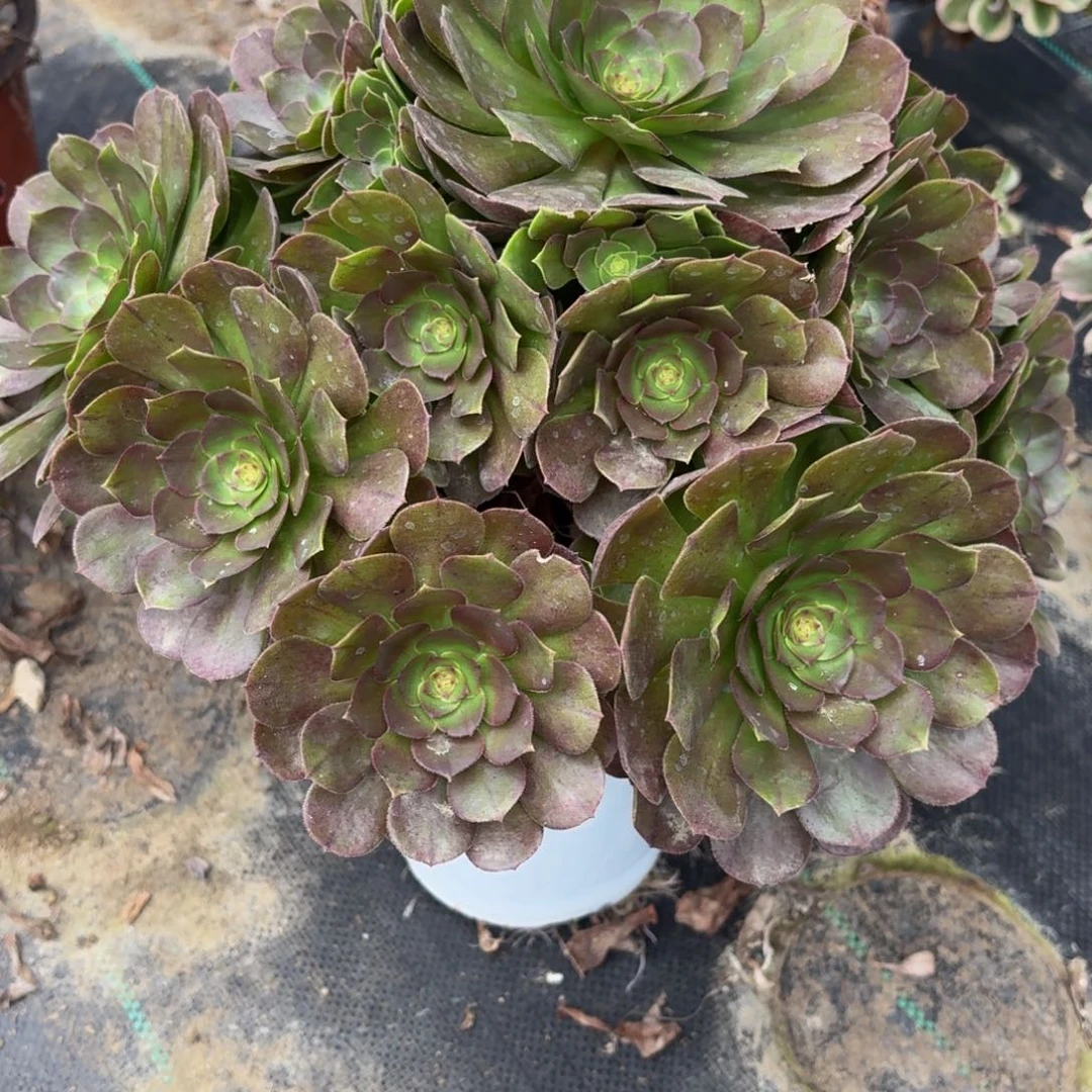 441多肉植物捧花的时候