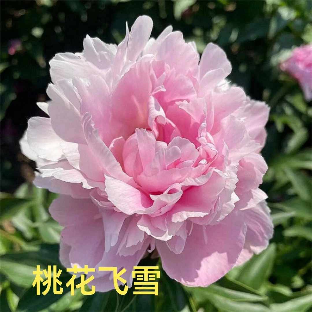 【桃花飞雪】重瓣观赏大芍药粉色系基地直发包对版包邮