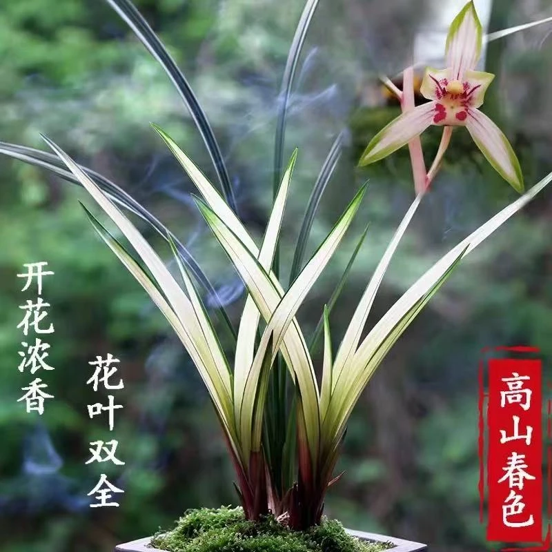 【高山春色】 老种苗 建兰铭品 花叶双绝 室内好养易活  花期6-12月