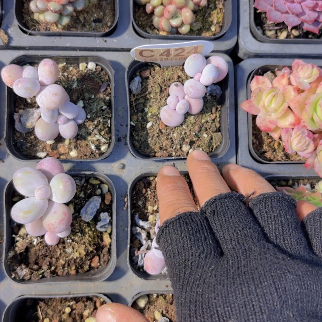 C423奶酪一物语拍