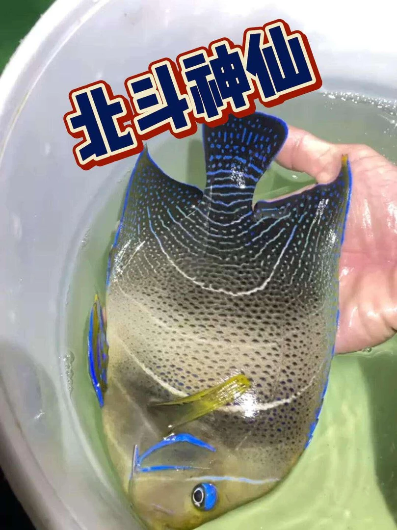 观海·北斗神仙海水