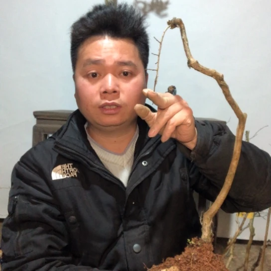 盆景素材盆栽绿植