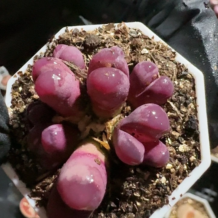 生石花1111。   612