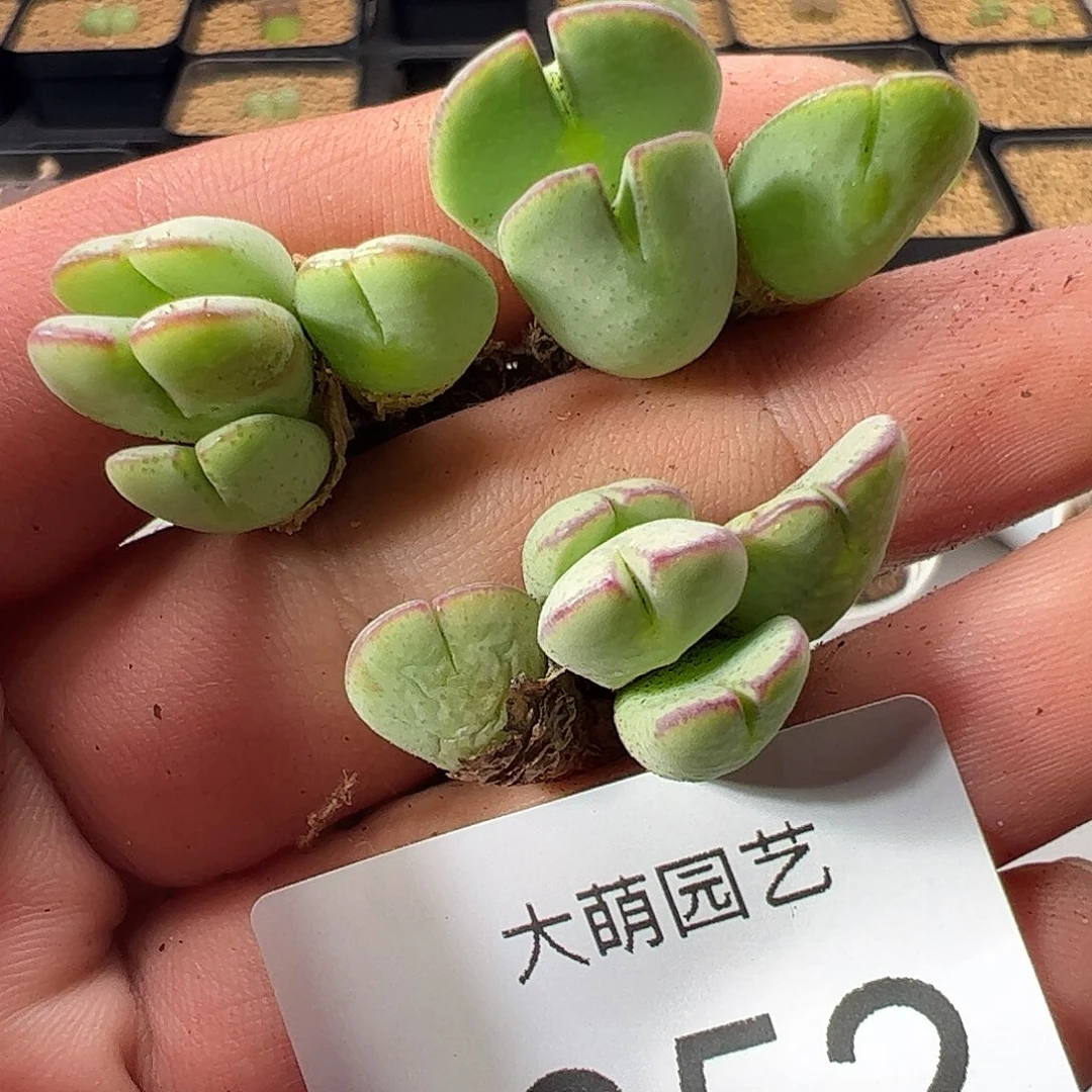 0000352 一物一拍……