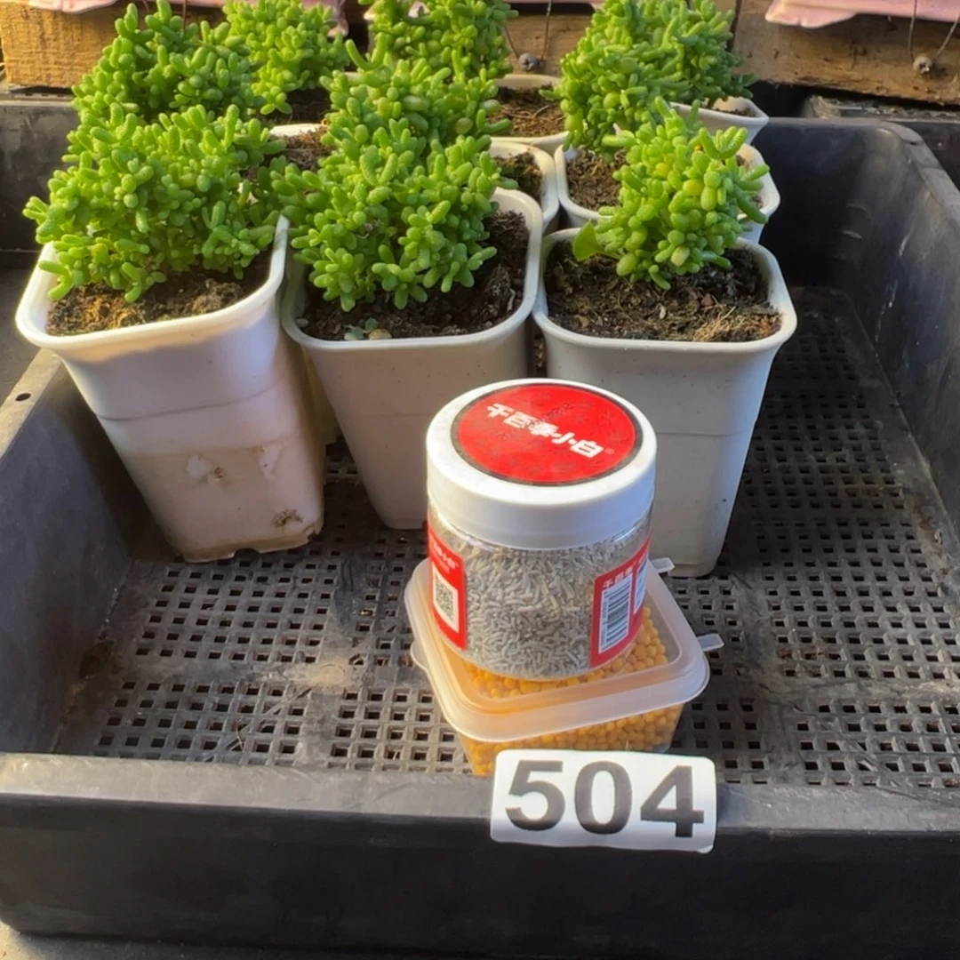 枝干番杏多肉植物504