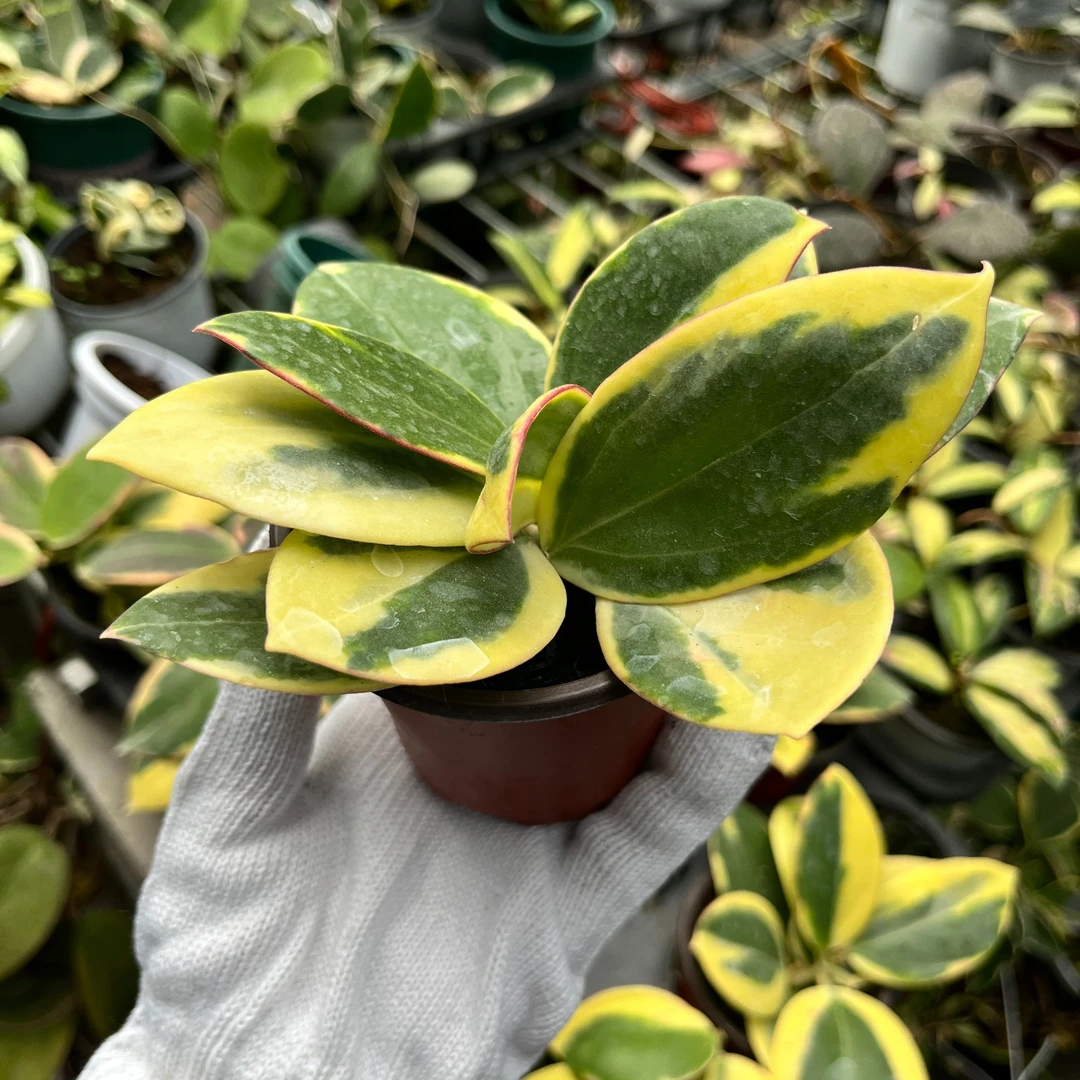 帕拉外锦球兰 Hoya para variegated垂吊攀爬室内盆栽绿植花卉