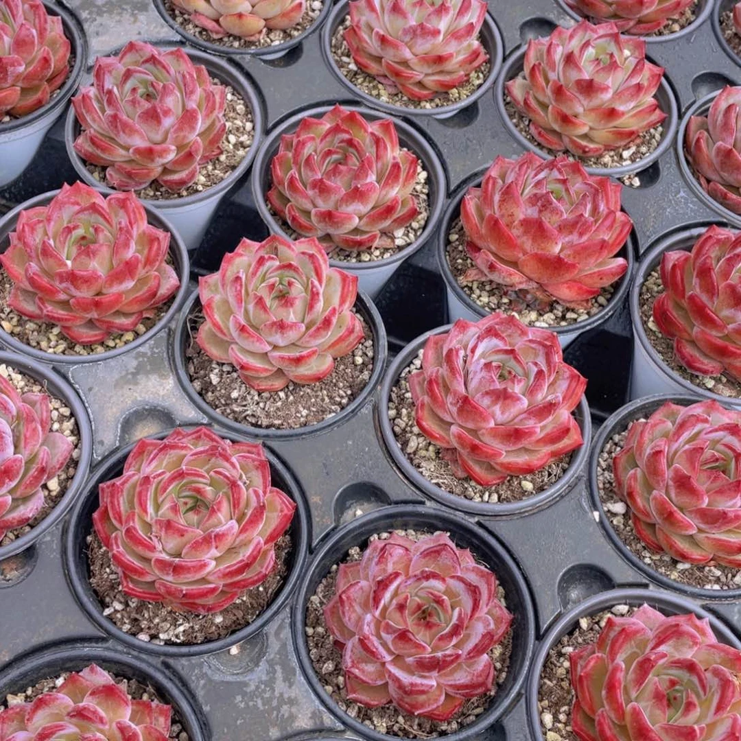 656好 宽叶全状态夜魔侠母本大单头一个