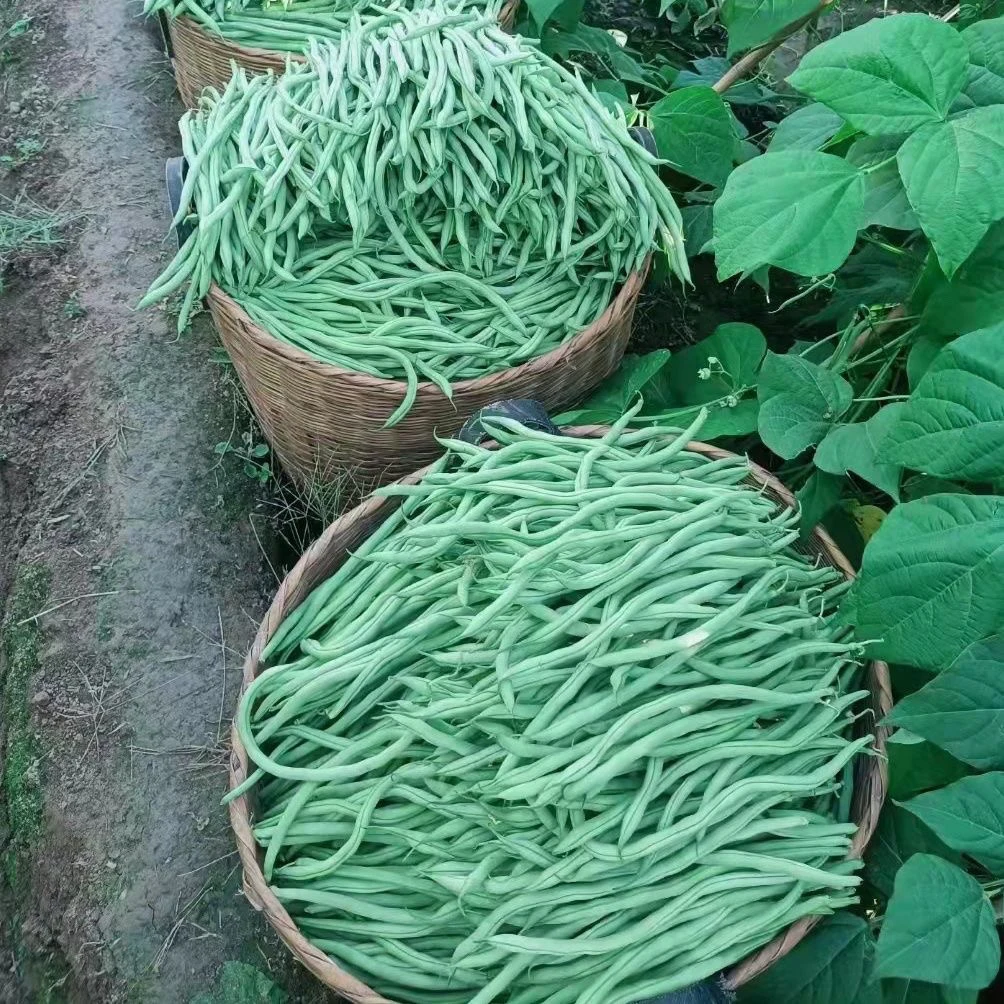 贵州四季豆新鲜嫩无筋豆应季蔬菜现摘青豆角扁豆芸豆刀豆整箱