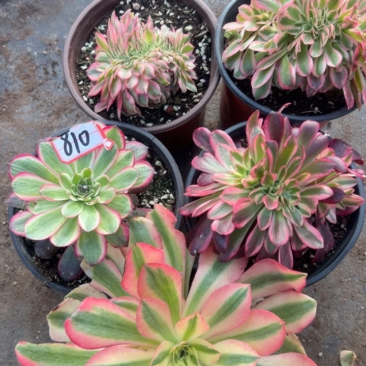 多肉植物810不售后