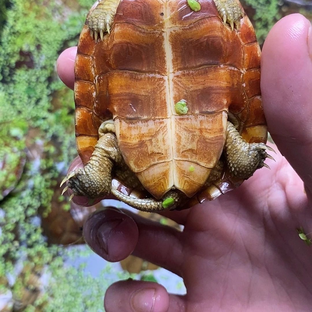 不分公母绿毛龟米*酱