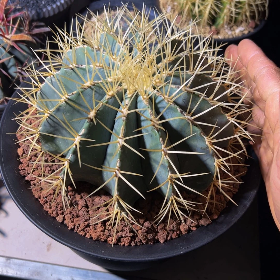 阿*精品强刺蓝肌王冠龙大漏