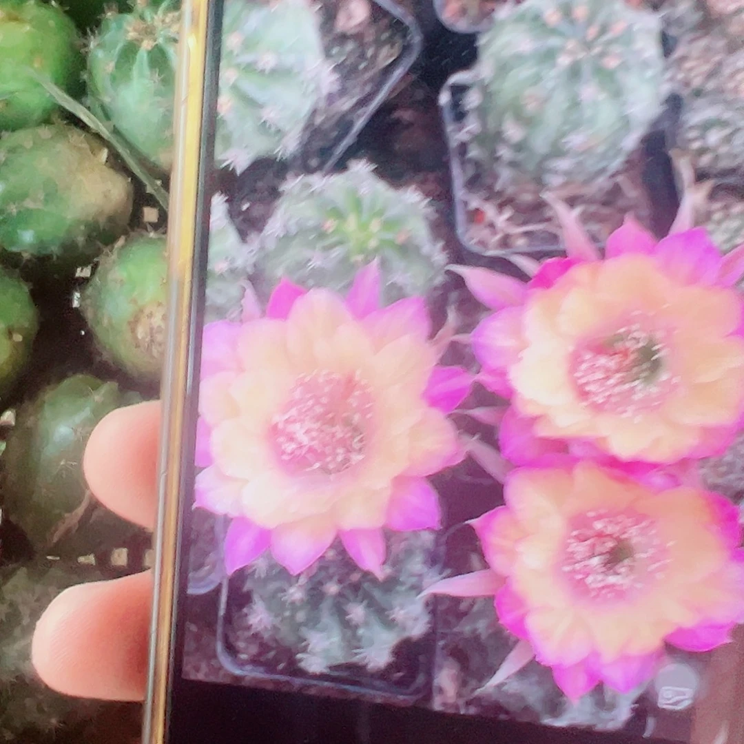 丽花 极光 侧芽 满20包邮