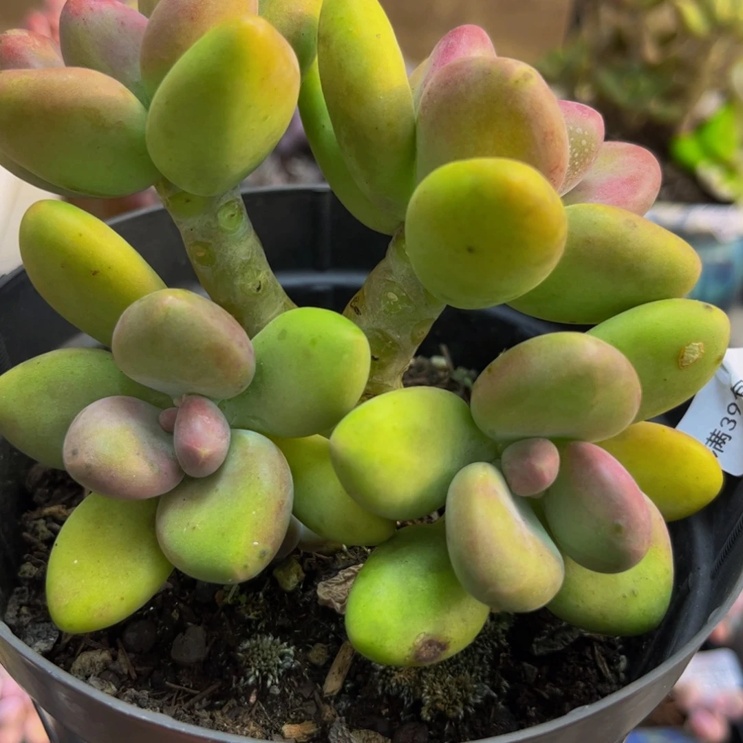 丽***货286/10cm芒果奶多肉