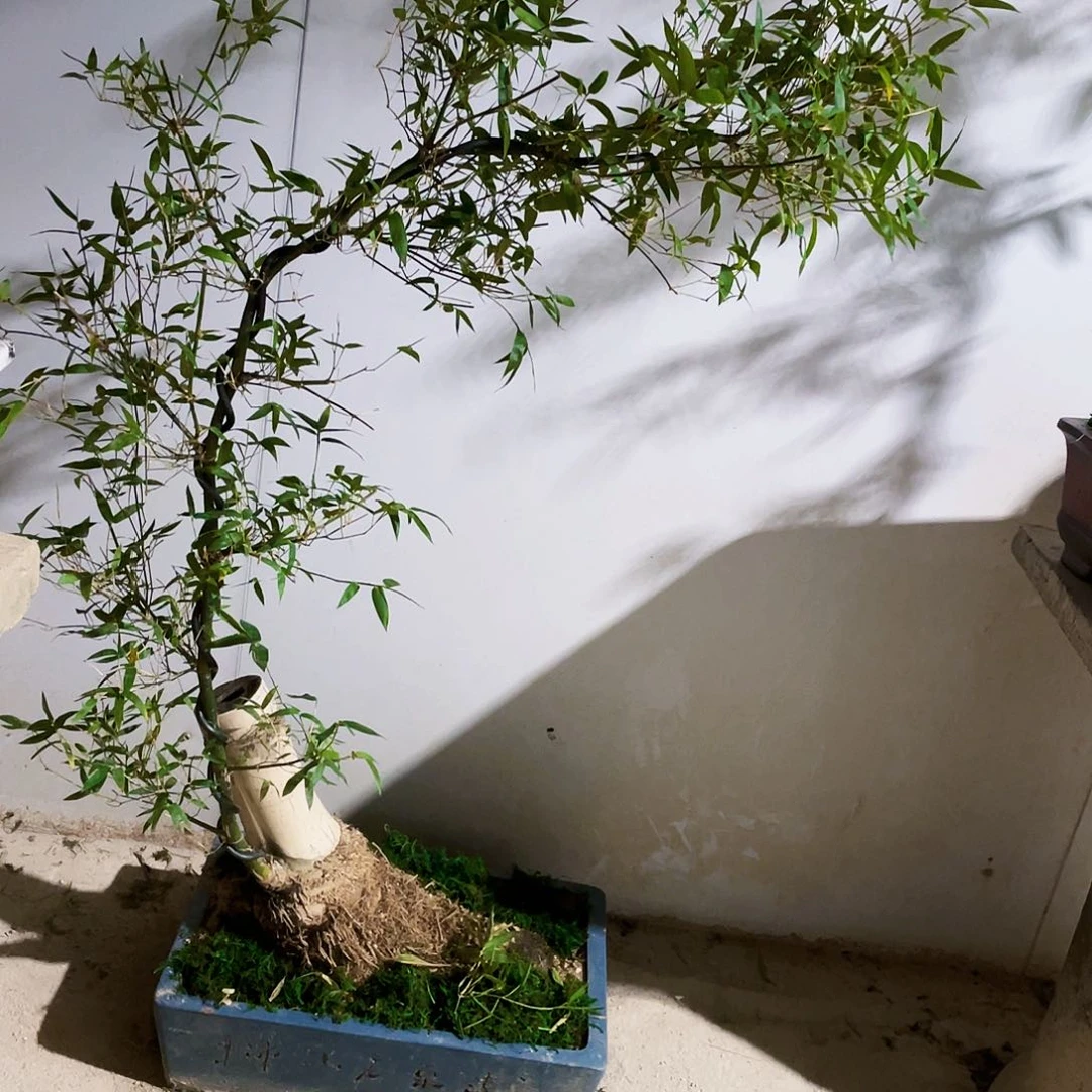 啴*小叶簕竹熟桩陶瓷盆一物一拍