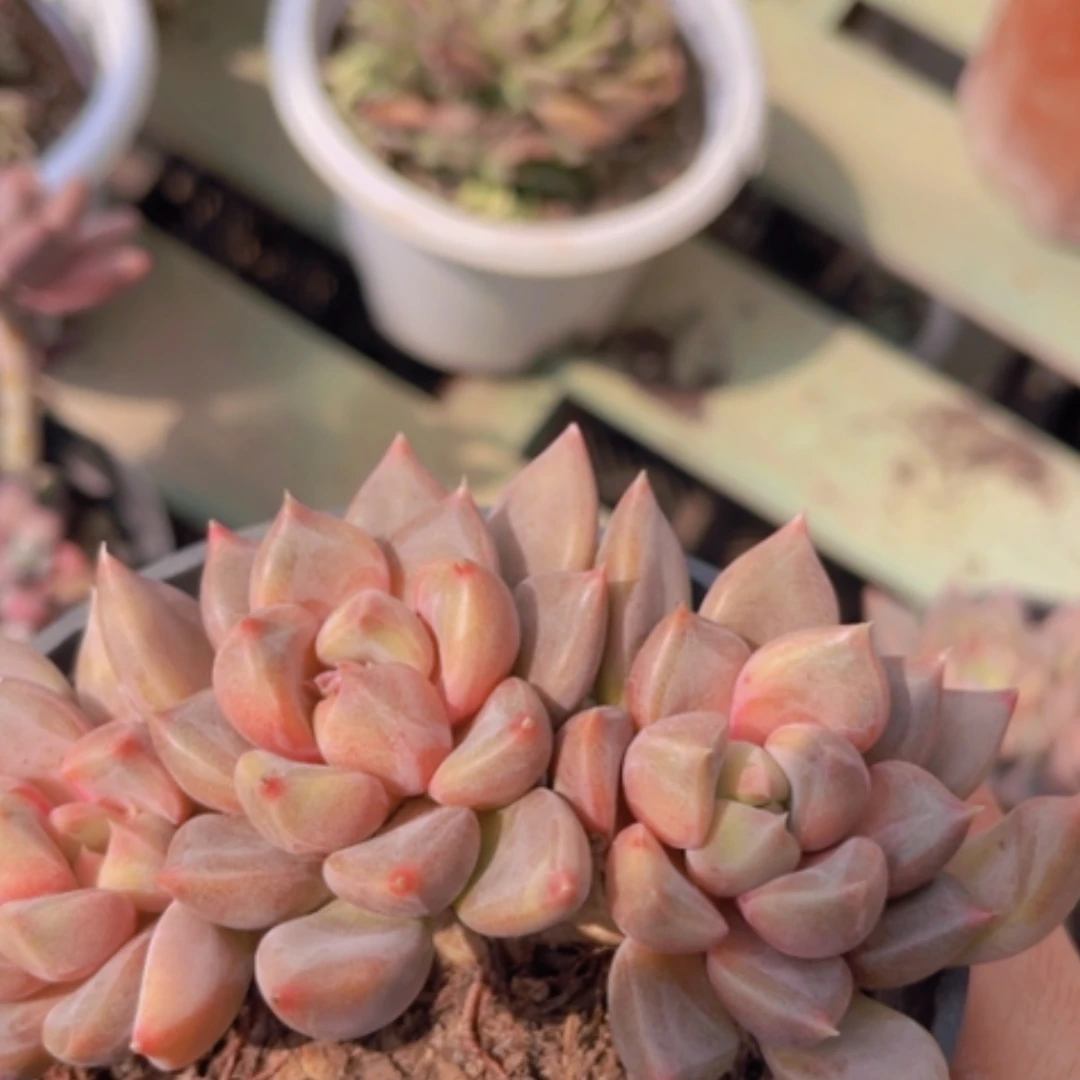 【闪购商品】红象牙1743