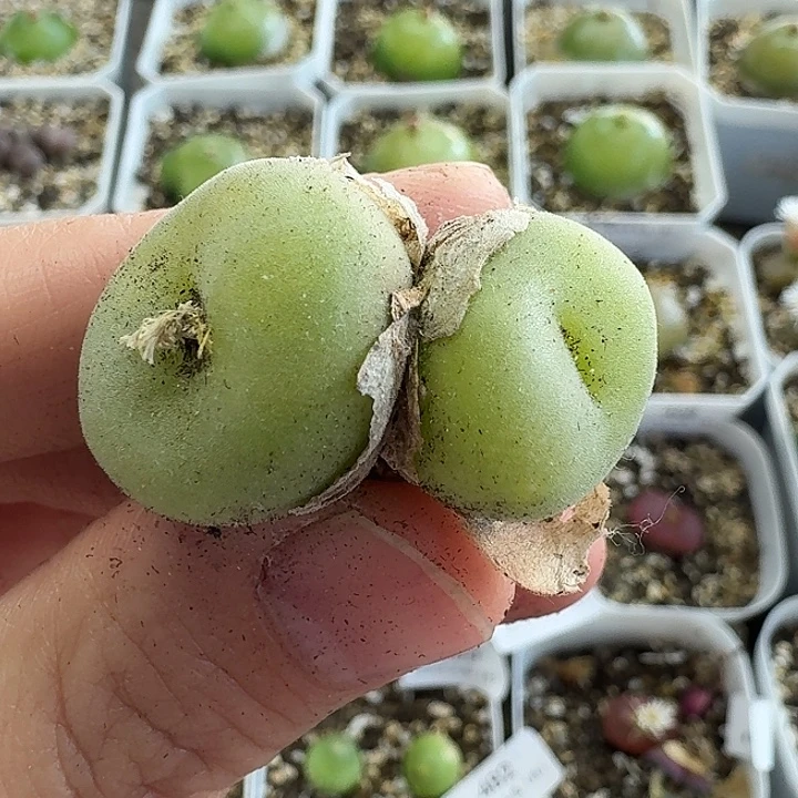 老马生石花空卡佛488