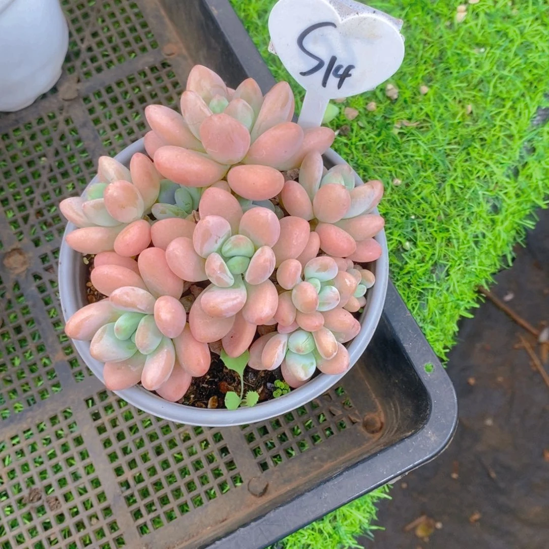 珍香水洛神群多肉植物