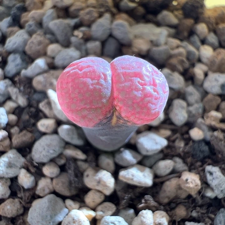 w-/744 c10同属。 白花。    2年翻窗