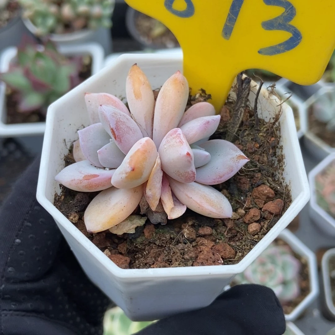 873奶茶多肉植物保护