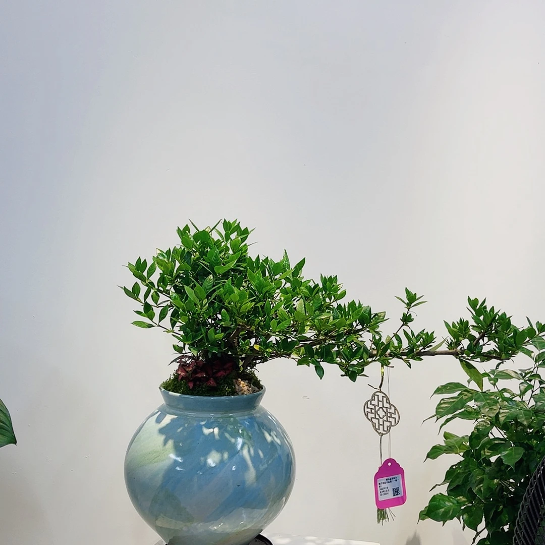 完全开放高端盆景