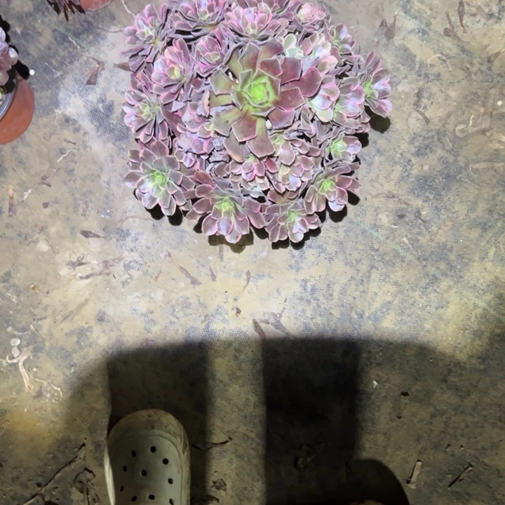 植物法师链接编号201