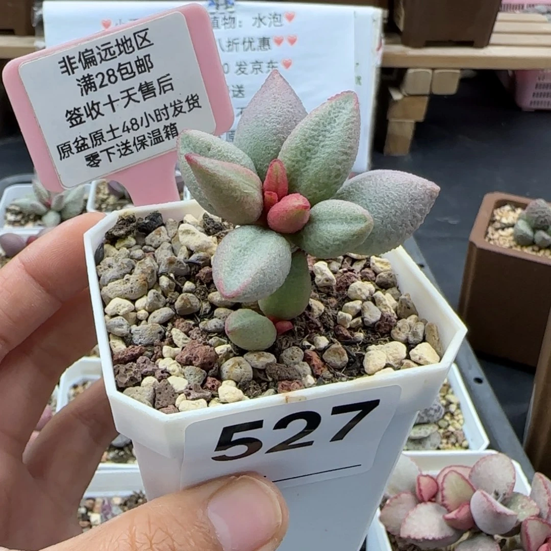 527哈弗多肉植物的