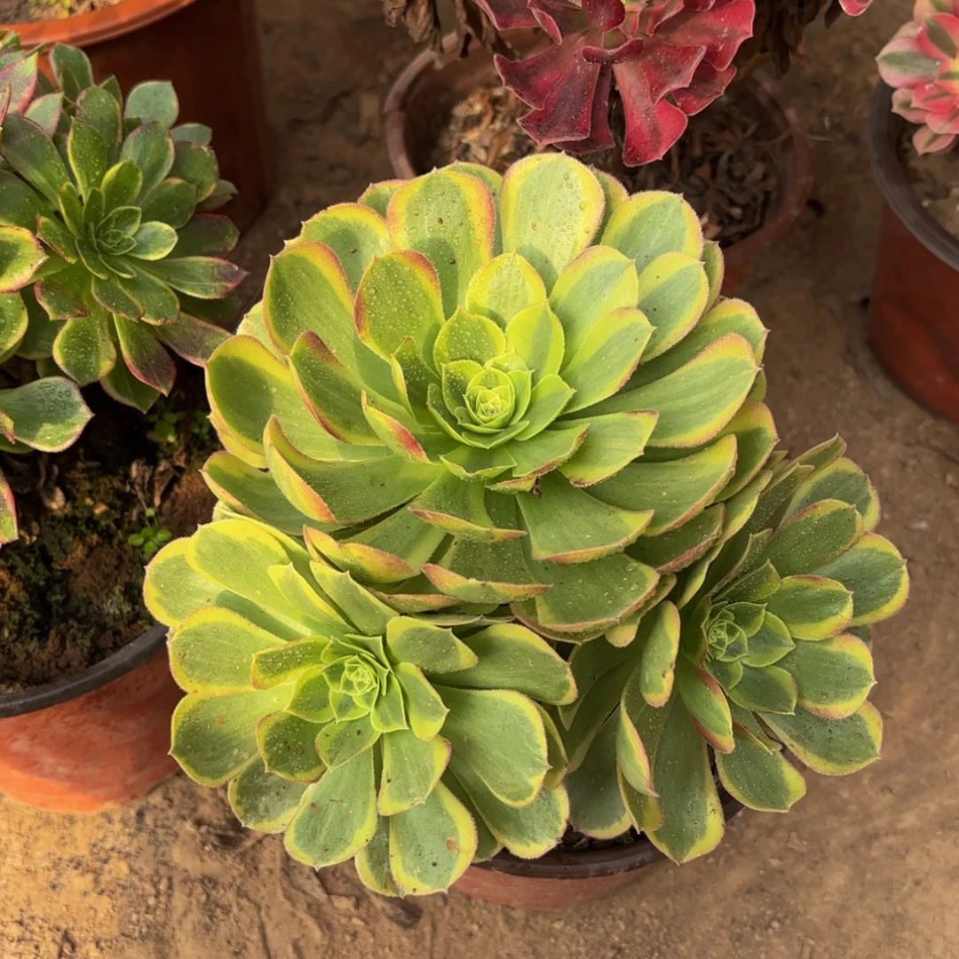 奶白9.9法师木质两颗