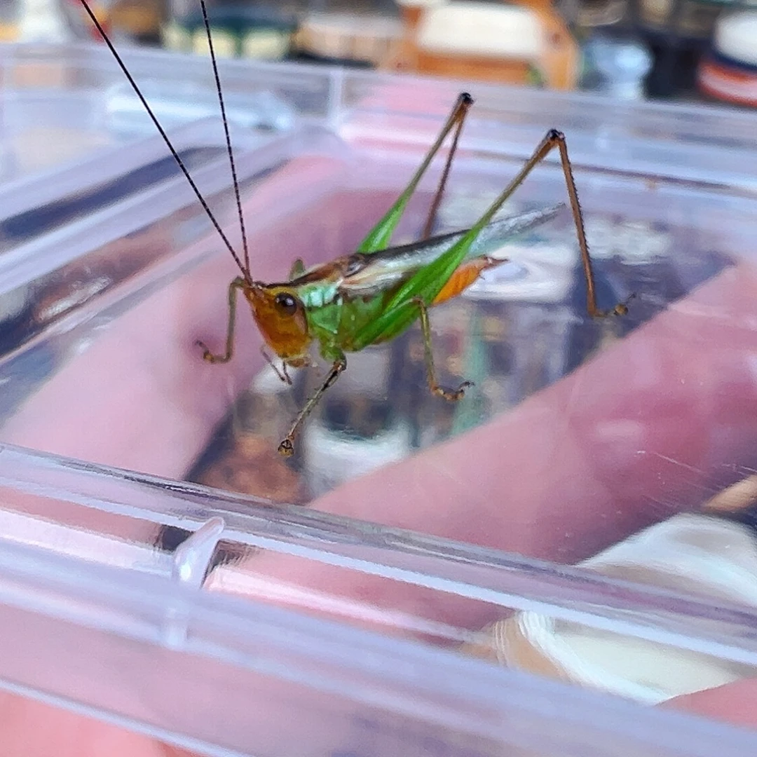 漂亮的糖果彩螽一个