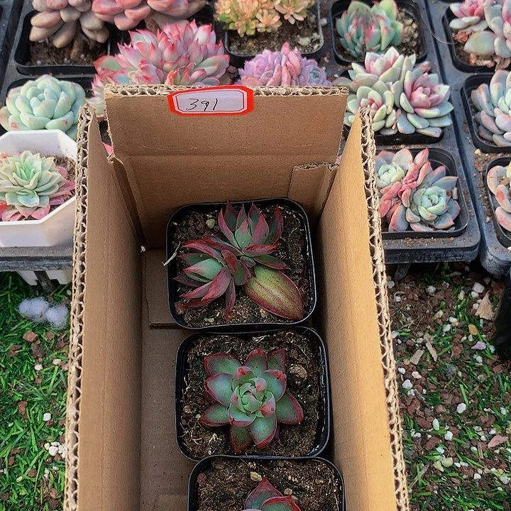 c****❤A391惊鸿仙子多肉