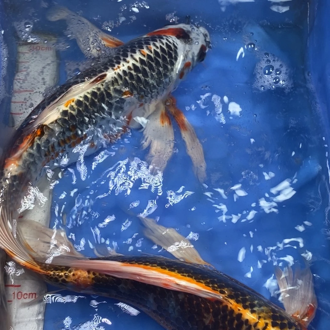 锦鲤冷水锦鲤包邮