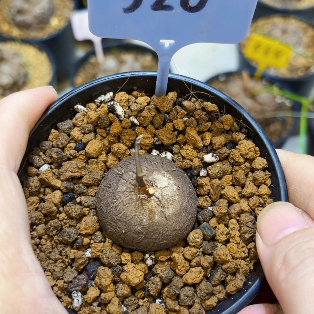 320龟甲龙3.2cm86678888