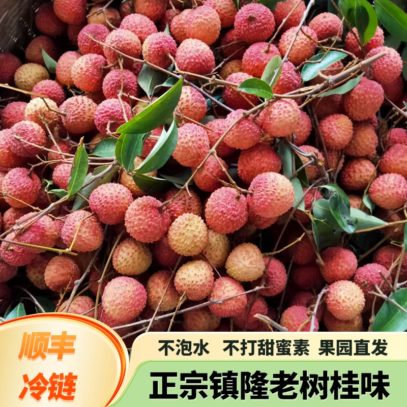 广东镇隆老树桂味荔枝现摘现发顺丰冷链