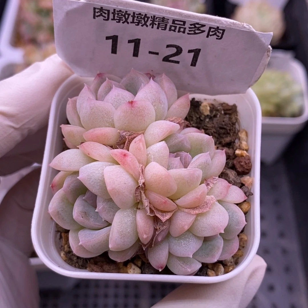 【闪购商品】11-21蜡像