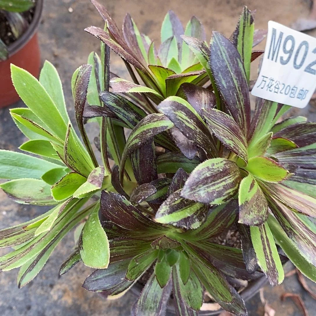 902水墨丹青砍过多肉植物