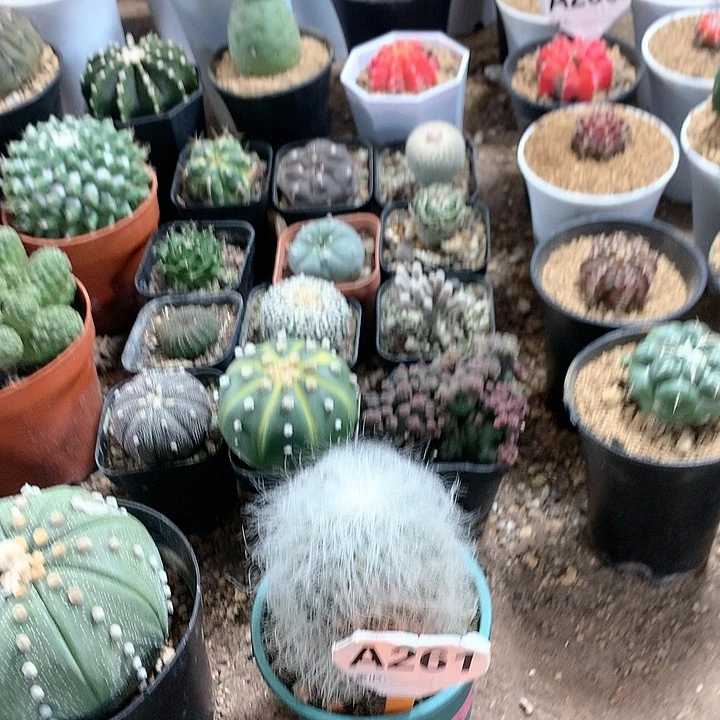 指*沙333333333333333333