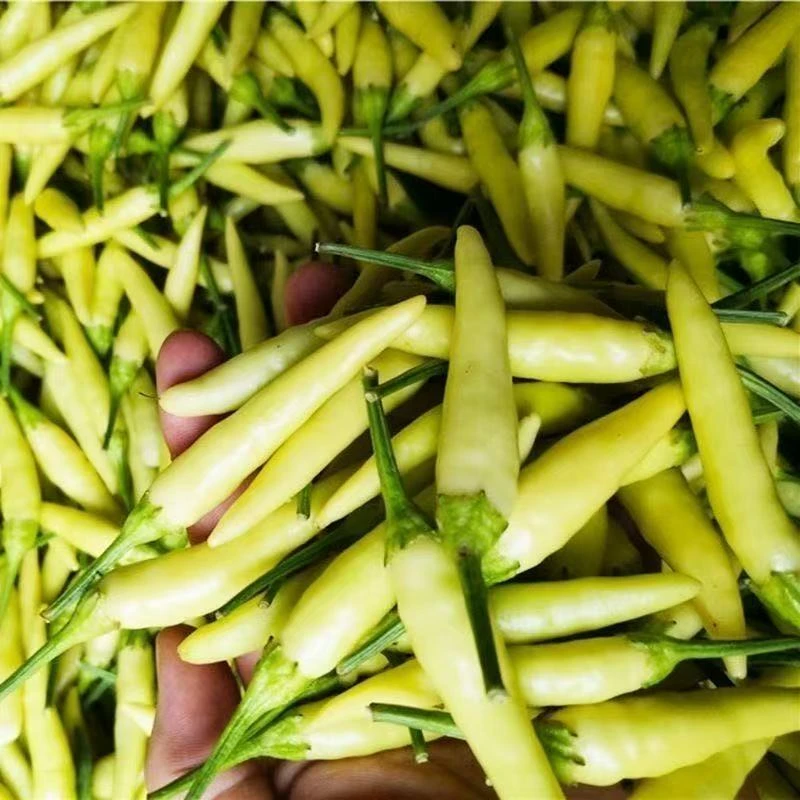 新鲜黄辣椒新鲜白米椒现摘特辣朝天椒小米泡椒泡鸡爪酸野山椒超辣
