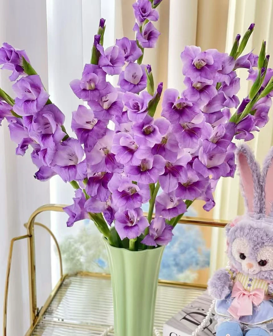 【紫色舞会  剑兰】任意2单鲜花包邮 发货后不支持退款