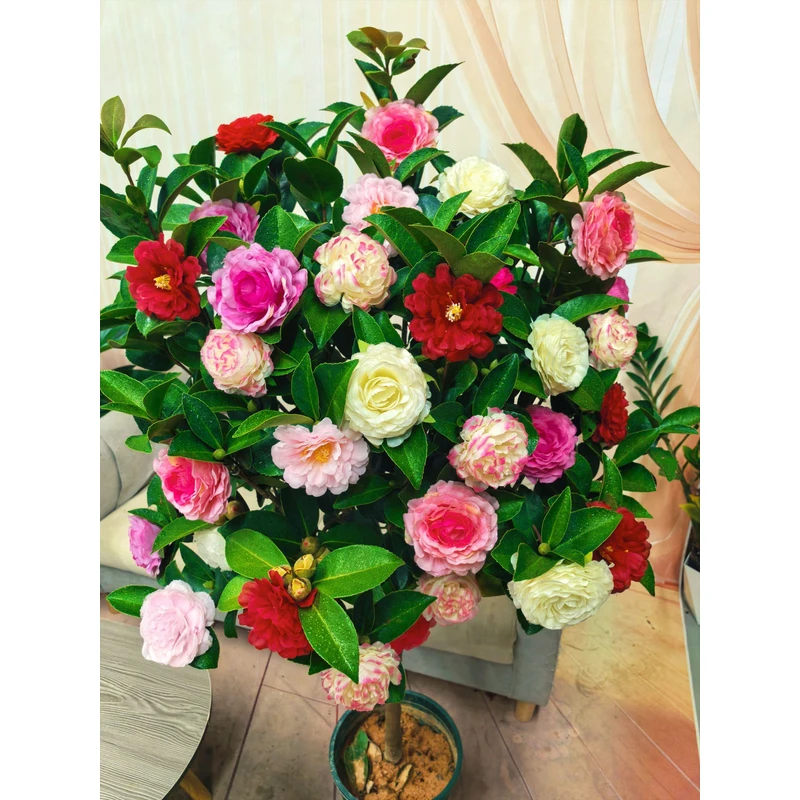 j【加大加高80cm-1米】 茶花原盆原土带花苞发