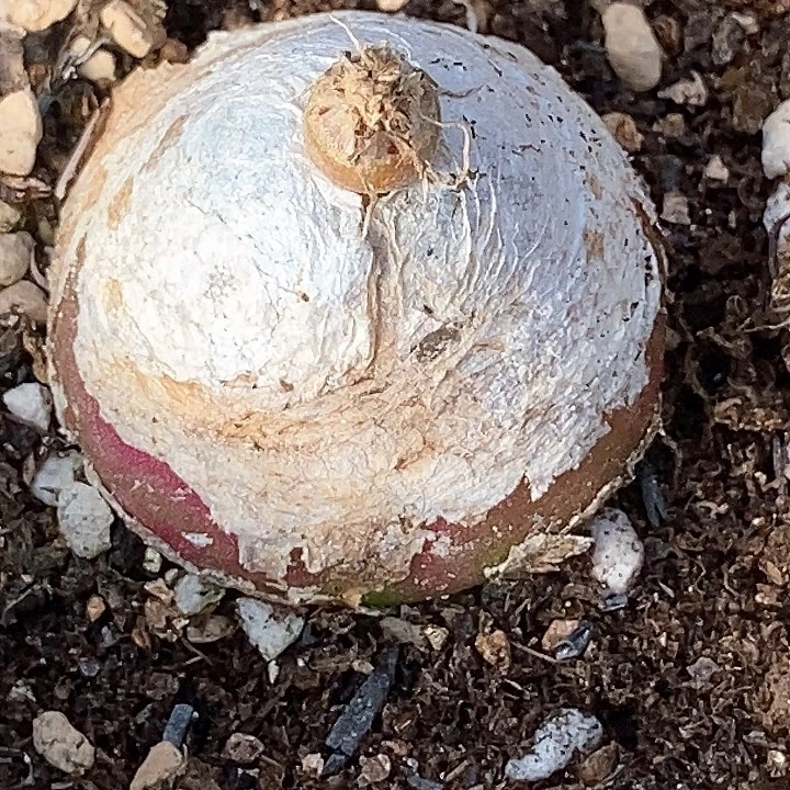 18648巨大灯泡一颗