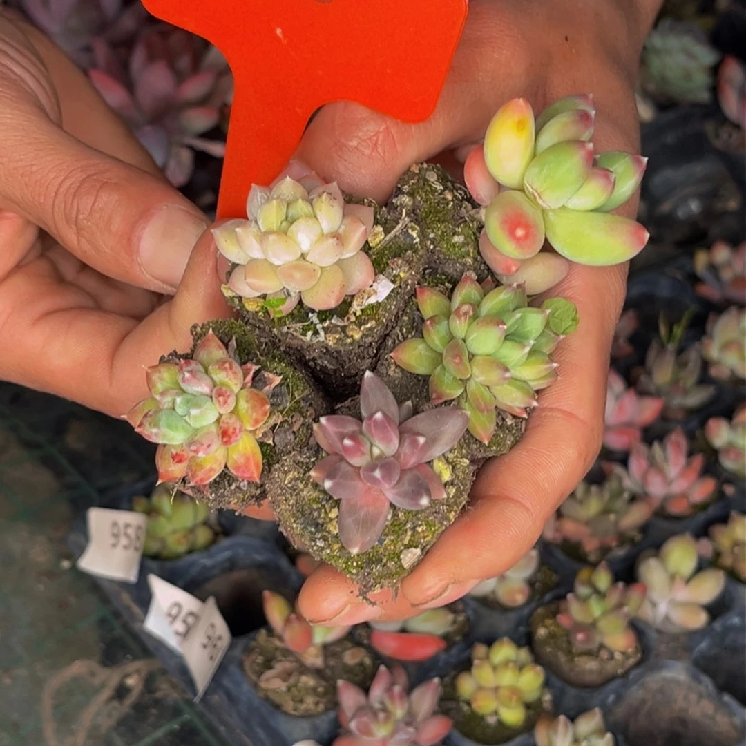 幺***子1005号晚上多肉植物群生多肉