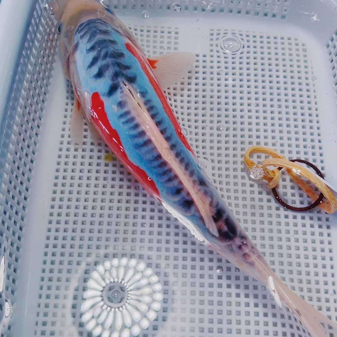 海水鱼锦鲤观赏鱼2